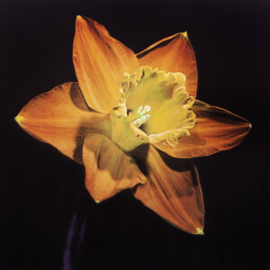 Daffodil copy